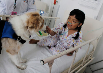 Usan a perros para terapias asistidas