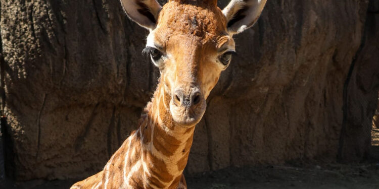 "Bartolomeo", el nombre de la jirafa macho nacida en Chapultepec