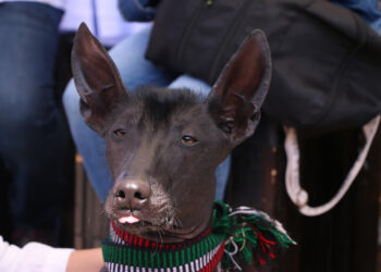 Día Internacional del perro