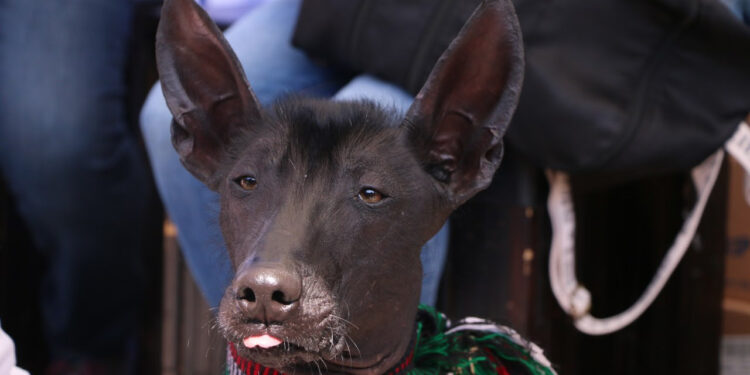 Día Internacional del perro
