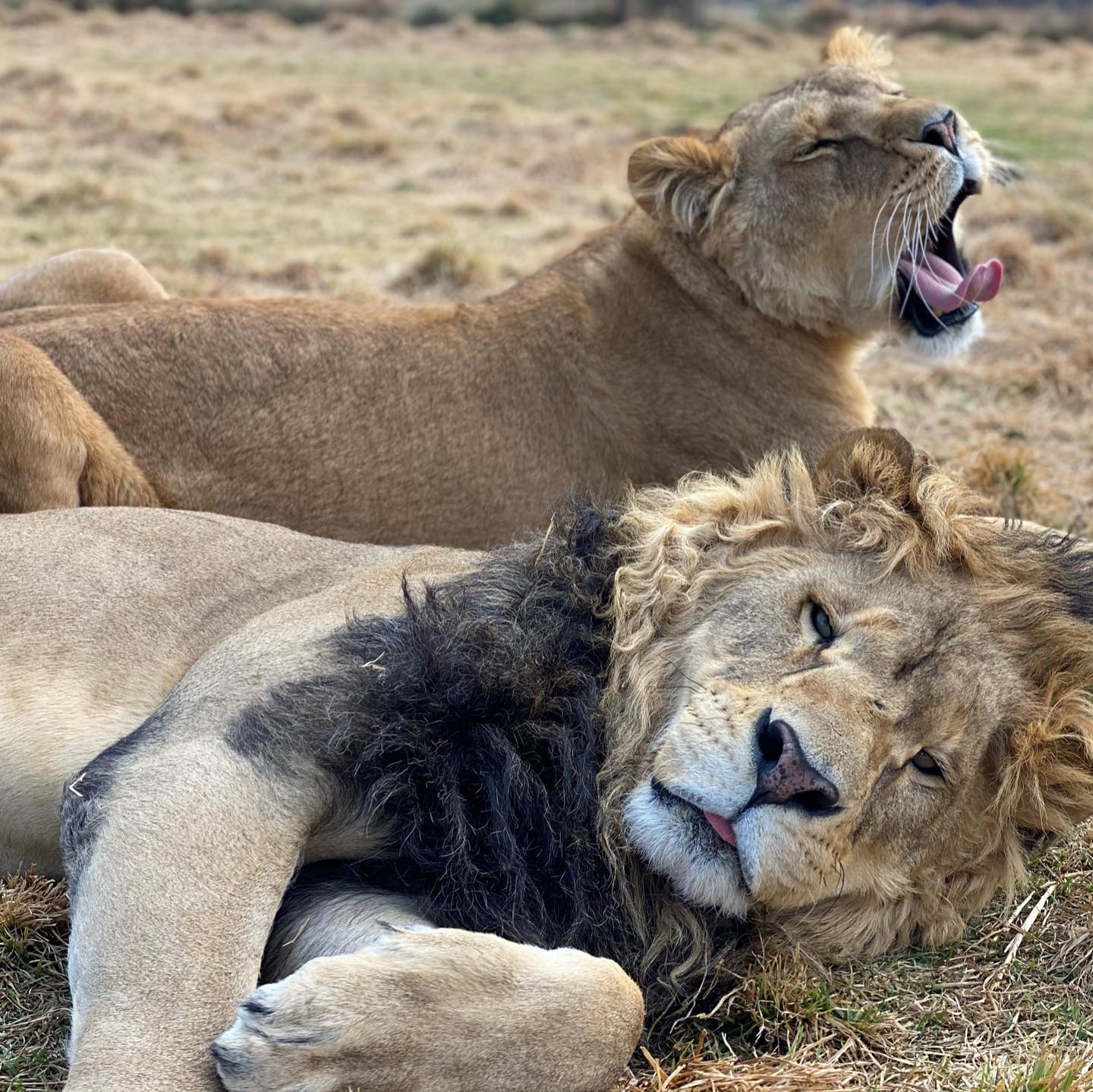 Congreso CDMX pide a Profepa aplicar sanciones por caso Black Jaguar-White Tiger
