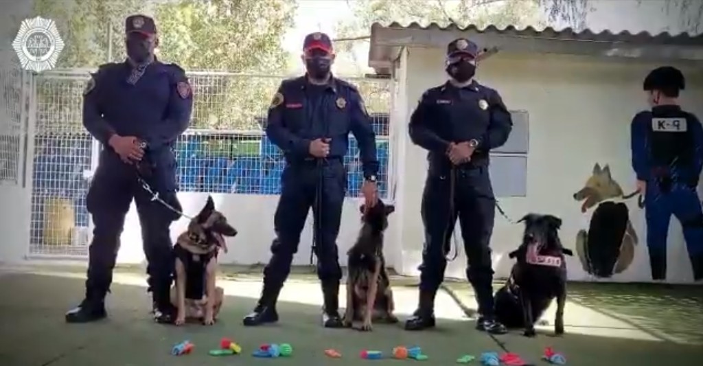 En el marco del Día del Perro, la Unidad Canina de la PBI de la SSC, reconoce el trabajo de sus efectivos de cuatro patas
