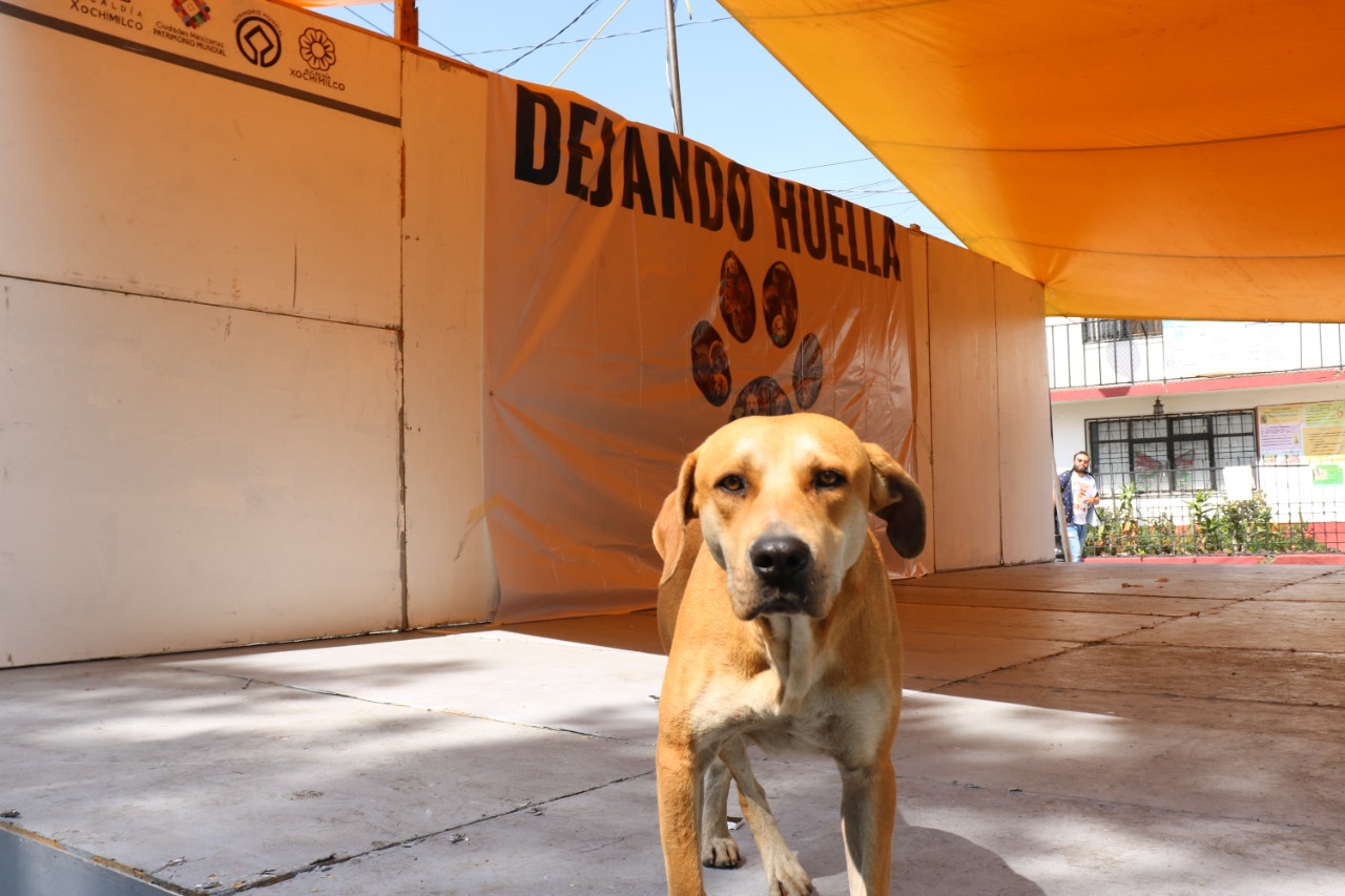 Arranca en Xochimilco campaña «Dejando huella»