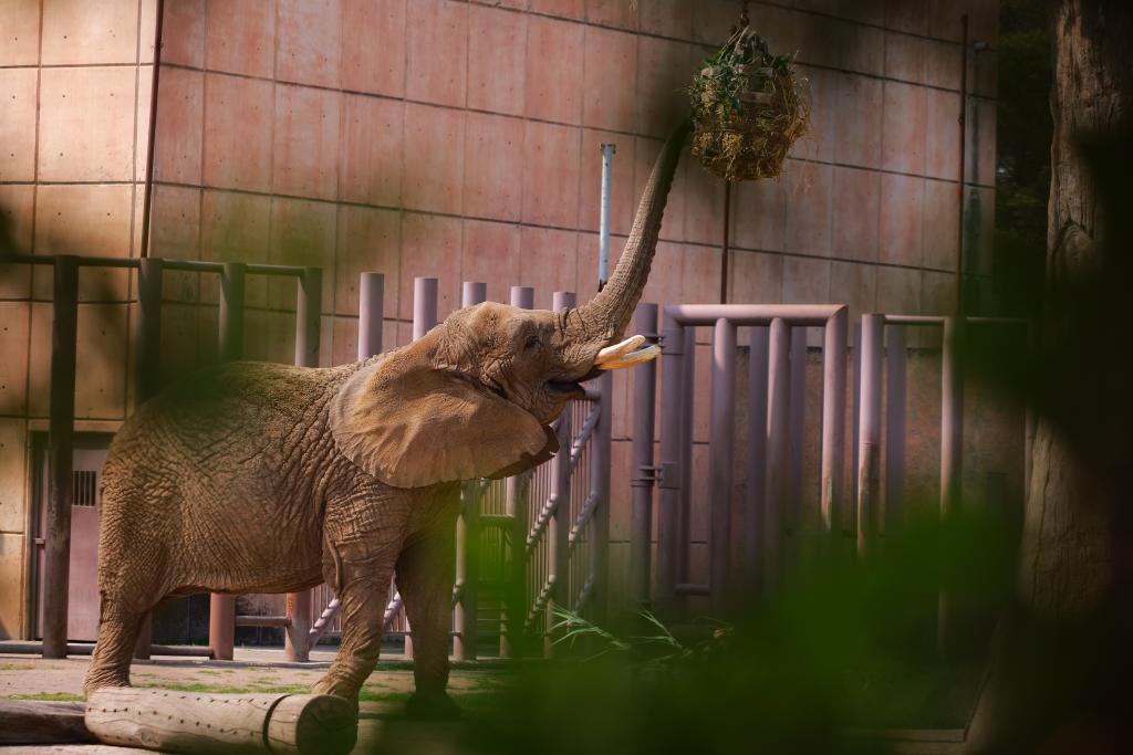 Elefanta Ely tendrá Comisión en el Congreso CDMX