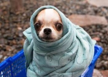 Se activa alerta amarilla por temperaturas bajas en la CDMX