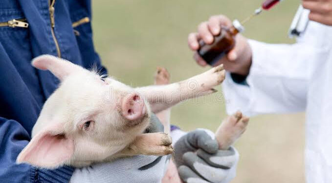 Mejora continua, calidad y eficiente Bioseguridad en las Granjas Porcinas