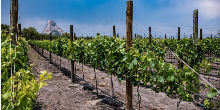 Puertas de la Peña: el viñedo situado en la Peña de Bernal que lleva a vivir experiencias únicas
