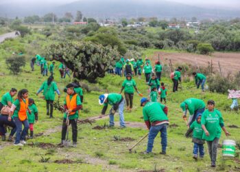 Iberdrola México planta 8,000 árboles en cinco estados