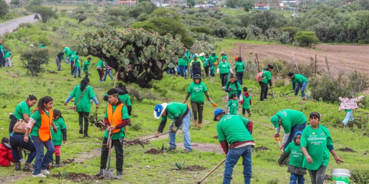 Iberdrola México planta 8,000 árboles en cinco estados