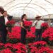 La flor de Nochebuena ya está en Xochimilco