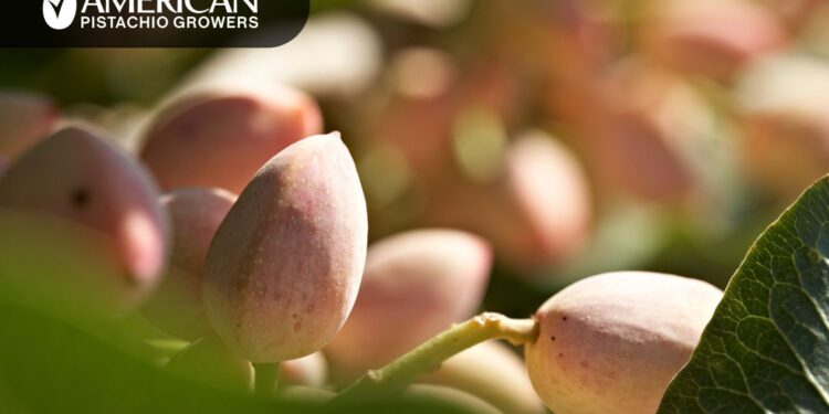 American Pistachio Growers destaca el impacto y potencial de la Industria del pistache en EE. UU.