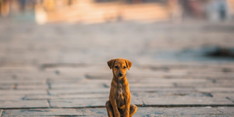 Perros ‘peregrinos’, operativo de rescate