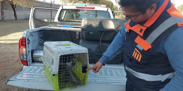 Piden orden en el Centro de Transferencia Canina del Metro