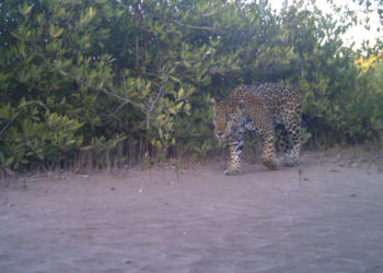 La Papalota: una reserva natural en Nayarit que utiliza la tecnología y el diálogo para la conservación de los jaguares