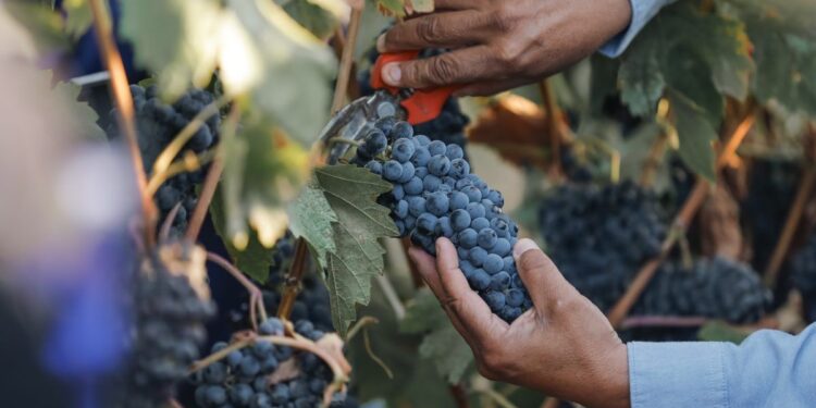 Radiografía del Turismo 2025 de El Cielo: su impacto económico en Valle de Guadalupe