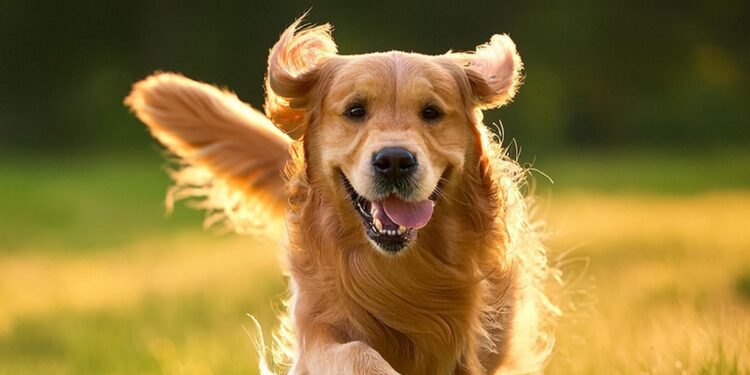 Petco: un llamado a la adopción responsable en México en el Día Mundial del Perro