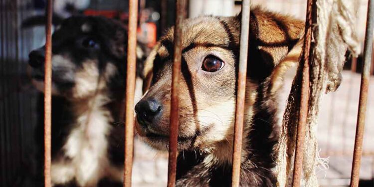 Iztapalapa lidera número de denuncias por maltrato animal