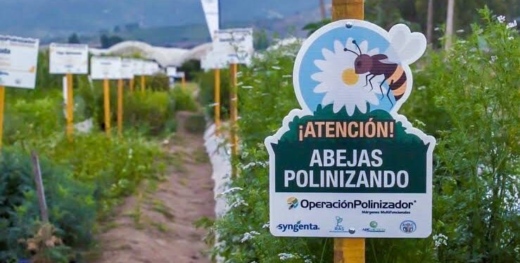 Syngenta transforma el campo mexicano con innovación regenerativa