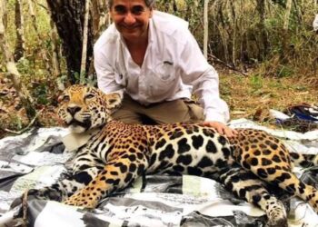El jaguar mexicano: un símbolo de éxito en conservación del Dr. Gerardo Ceballos