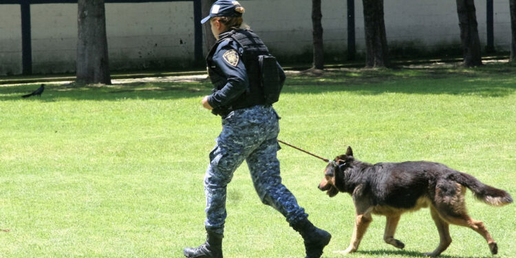 Refuerzan protección animal con alianza entre Congreso CDMX y Cuajimalpa; otras alcaldías muestran avances