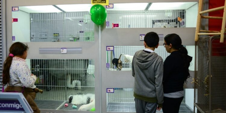 CDMX prohíbe exhibir perros y gatos en vitrinas