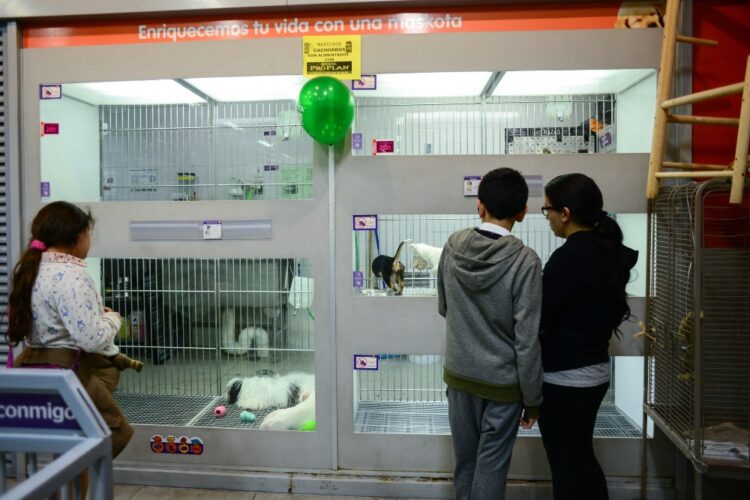 MÉXICO, D.F., 05ENERO2016.- Uno de los regalos más comunes en estas fechas son las mascotas, a pesar de la lucha de algunas organizaciones sociales por concientizar sobre el hecho de que las mascotas no son regalos si no seres vivos y requieren atención, las tiendas de mascotas en la ciudad registraban ventas.  
FOTO: ISABEL MATEOS /CUARTOSCURO.COM