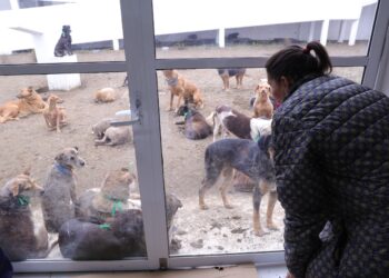 Confirma Congreso CDMX buen estado de perros rescatados del Refugio Franciscano