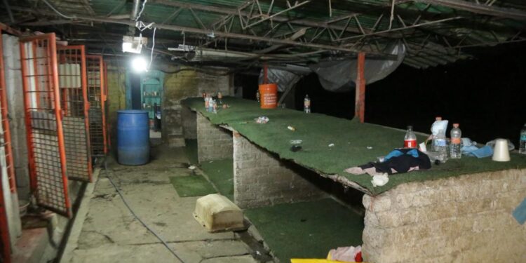 Rescate “histórico” o desalojo cuestionado: crecen críticas al Gobierno CDMX por retiro masivo de perros del Refugio Franciscano